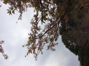 IMG_0423