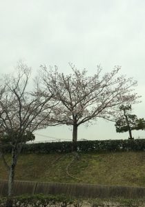IMG_0429